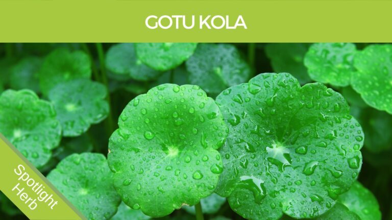 Gotu Kola Leaf and Herbal Monograph