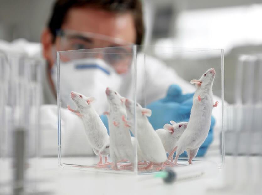 lab mice