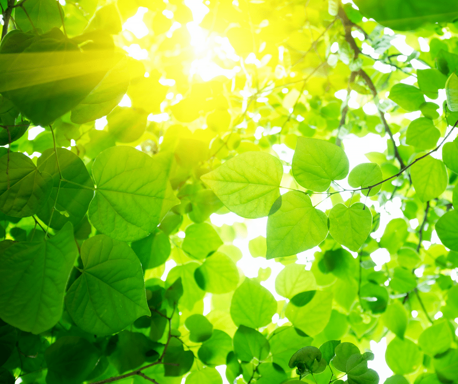 sunlight in trees