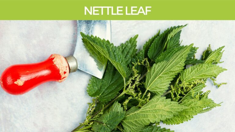 Nettle Leaf for high blood pressure and type 2 diabetes, blood sugar