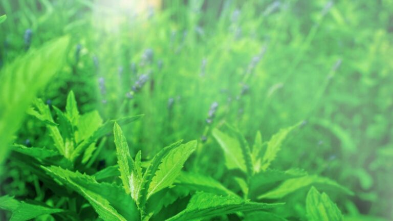 peppermint and lavender for high blood pressure