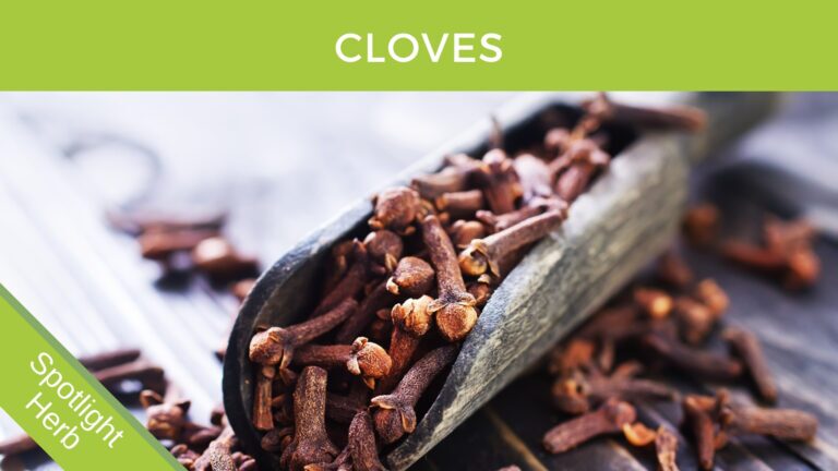 Clove bud as an antimicrobial