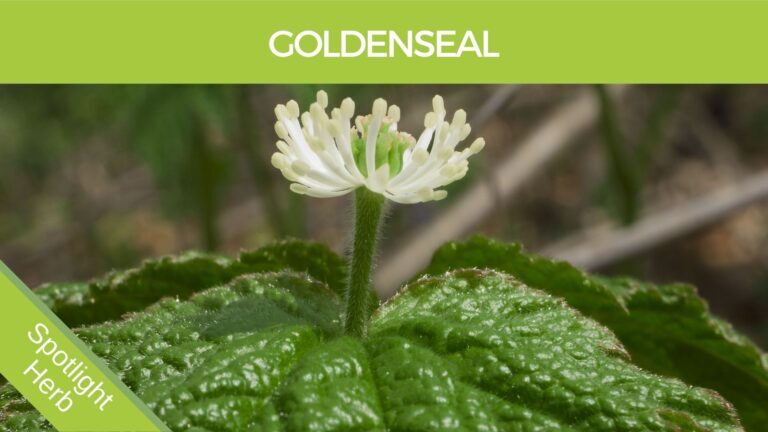 Goldenseal root for gut health