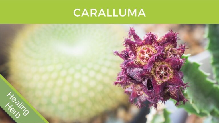 Caralluma To Reduce Food Cravings and Appetite