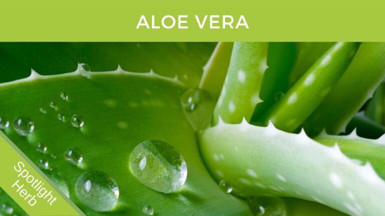 Aloe Vera Leaf and gut health