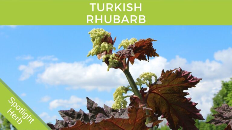 Turkish Rhubarb Plant Laxative