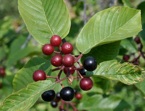 cascara sagrada for weight loss cascara sagrada for weight loss