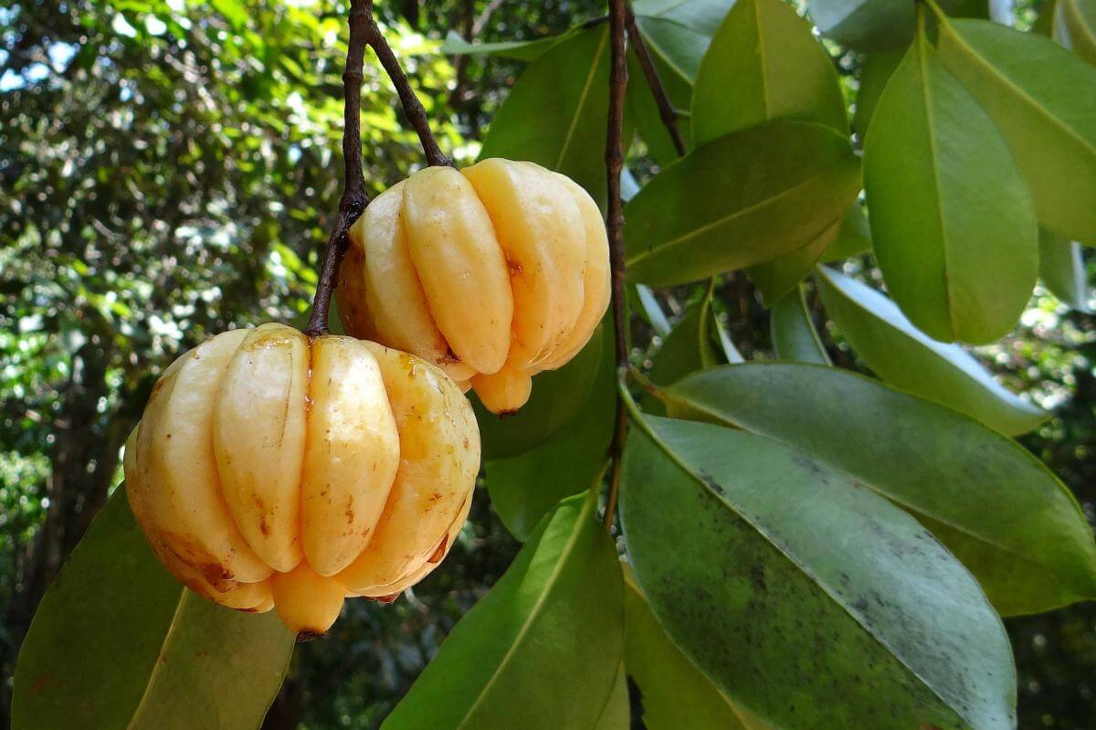 Garcinia Cambogia garcinia cambogia for weight loss