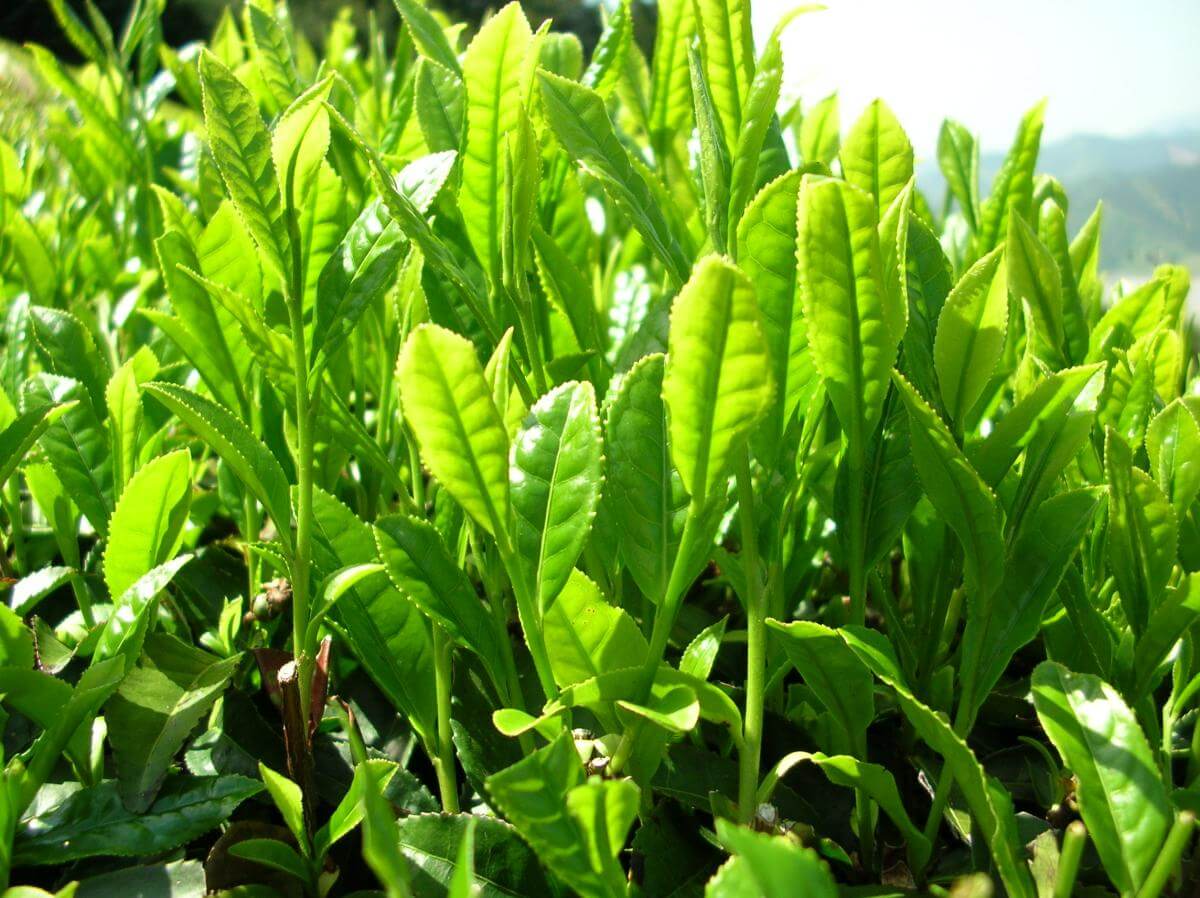Green Tea for weight loss green tea for weight loss