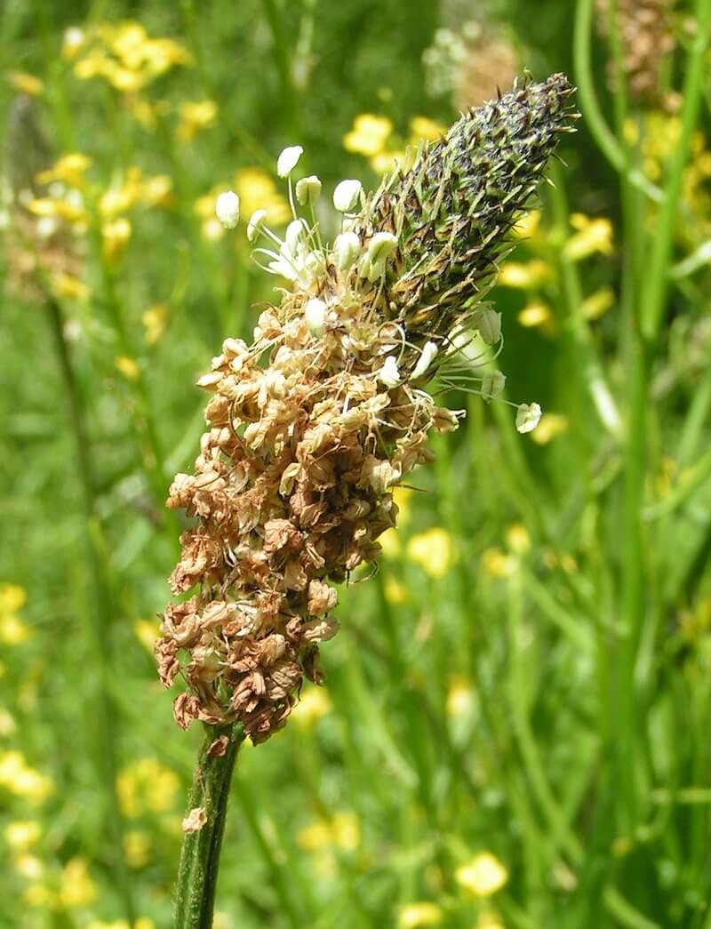 Psyllium husk for weight loss psyllium husk for weight loss