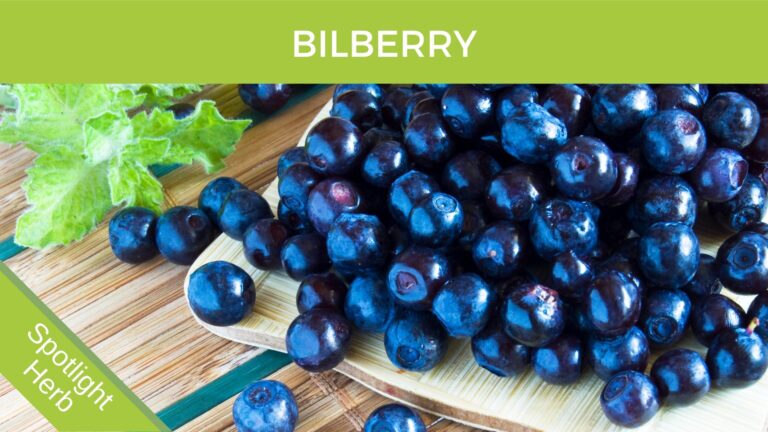 Bilberry Blueberry Herbal Monograph