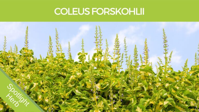 Coleus Forskohlii Herb for high blood pressure and weight loss