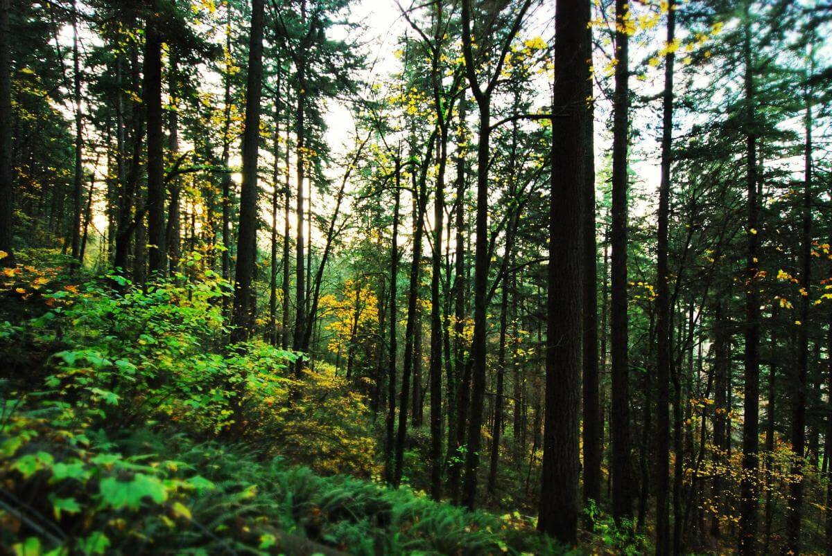 Trees trees