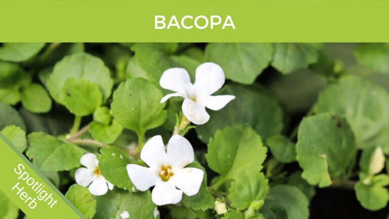 Bacopa (Brahmi) Flowers Herbal Monograph