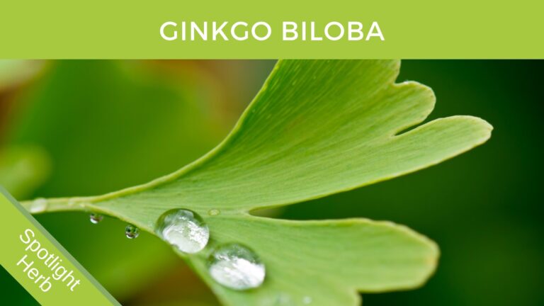 Ginkgo Biloba Leaf and herbal monograph