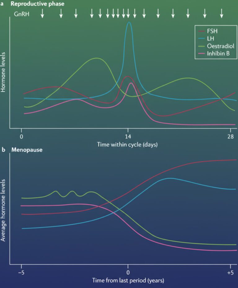 female hormonal cycle and menopause