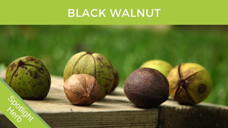 Black Walnut to kill parasites