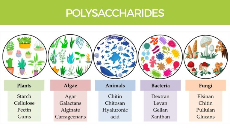Polysaccharides — complex plant sugars