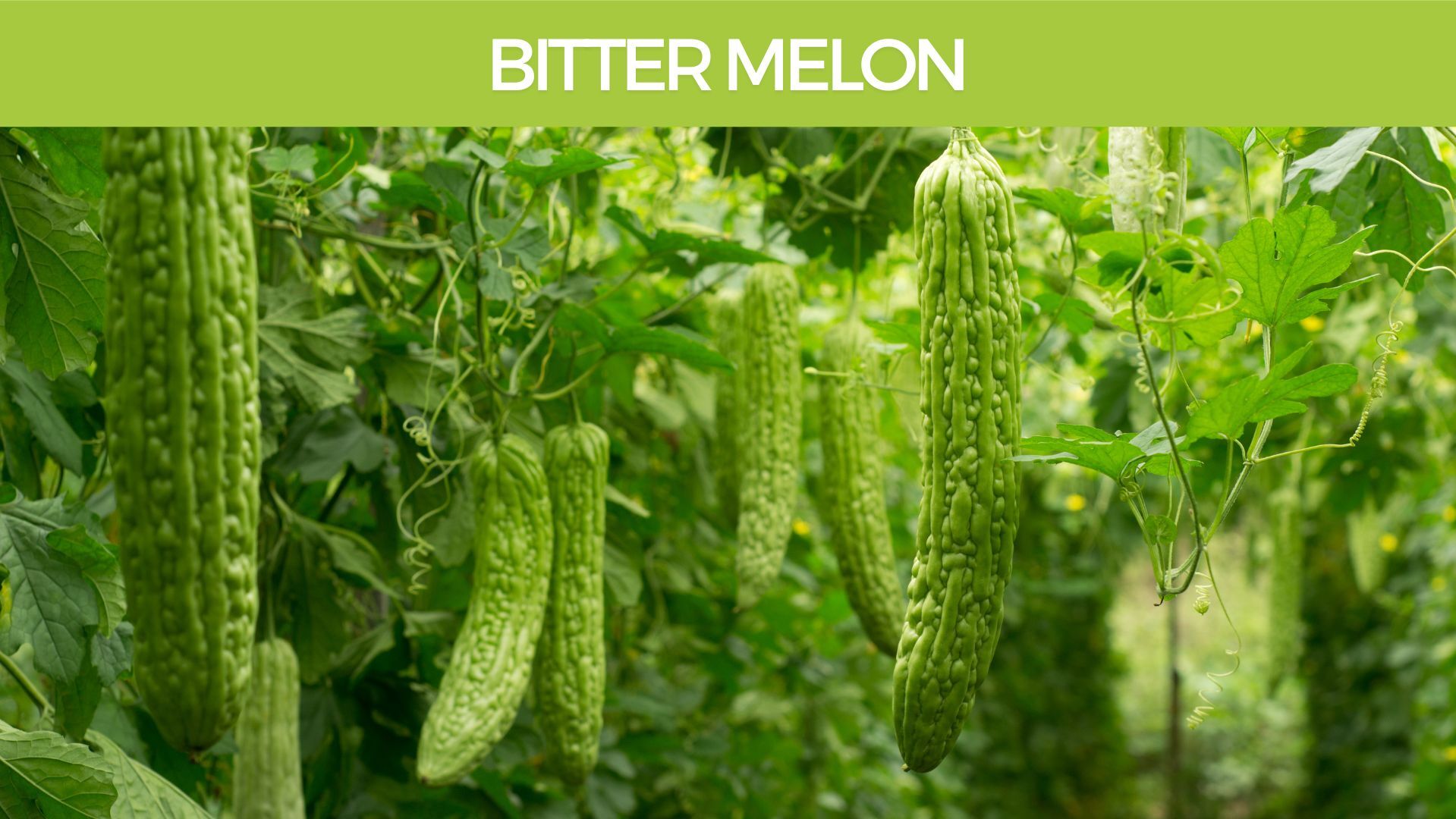 Bitter Melon Herbal Monograph