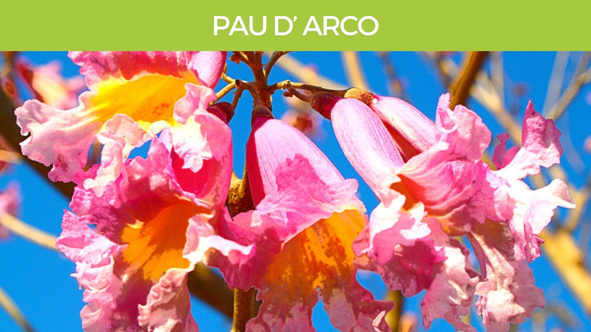 Pau D’ arco Tabebuia avellanedae Herbal Monograph