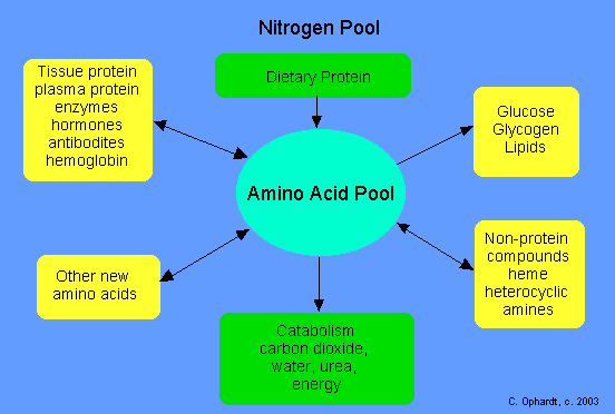 Amino acid pool Amino acid pool