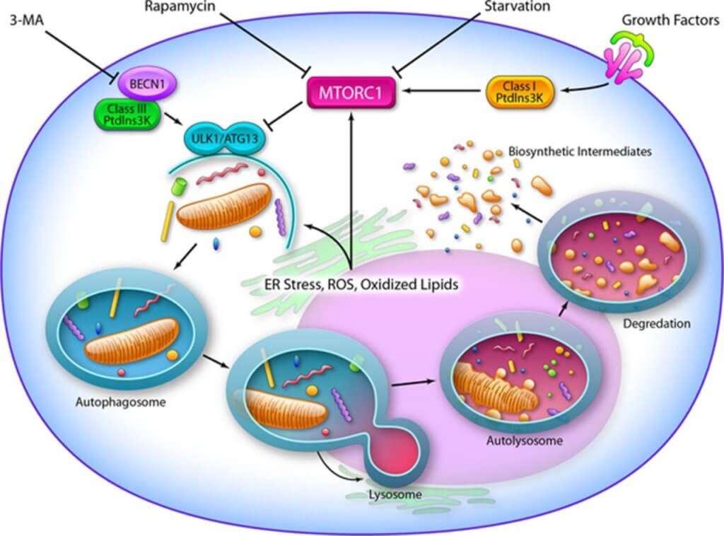 autophagy