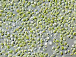 chlorella