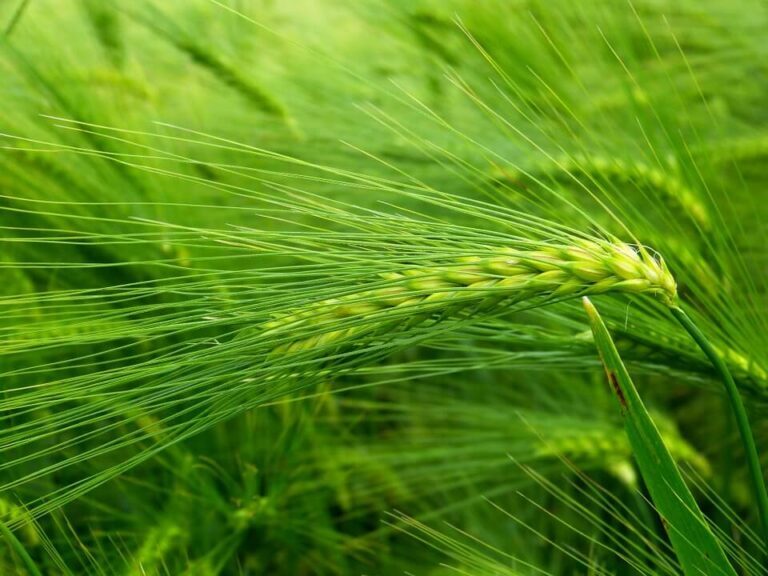 Barley Grass