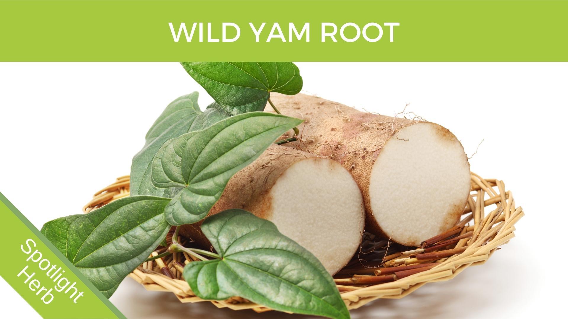 Wild Yam root for weight loss