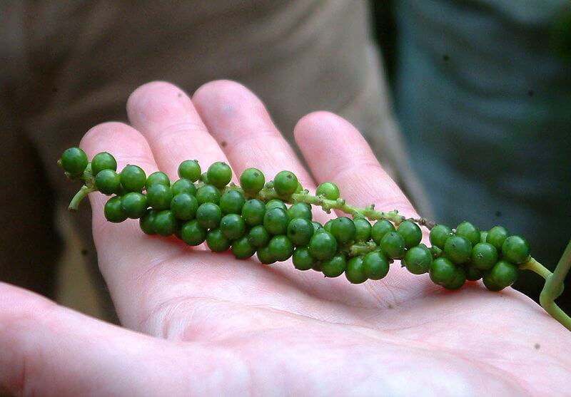 Black Pepper weight loss black pepper weight loss