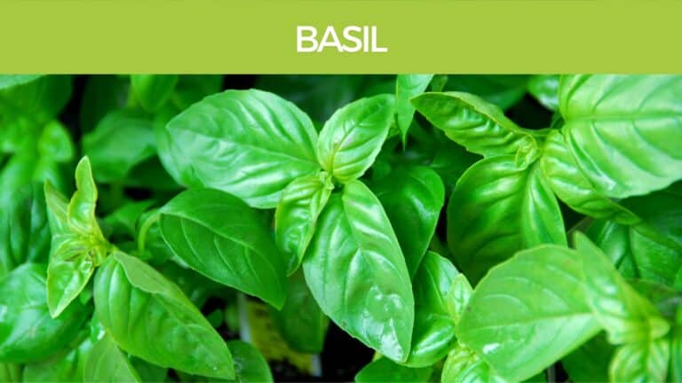 Basil health benefits