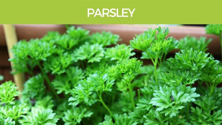 Parsley health benefits