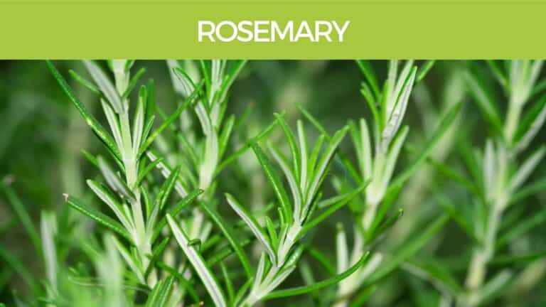 Rosemary brain and anti-inflammatory benefits