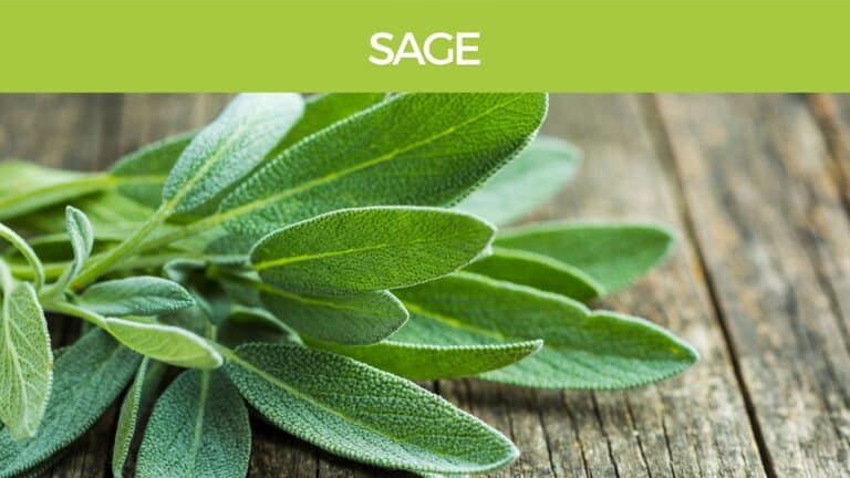 Sage medicinal properties