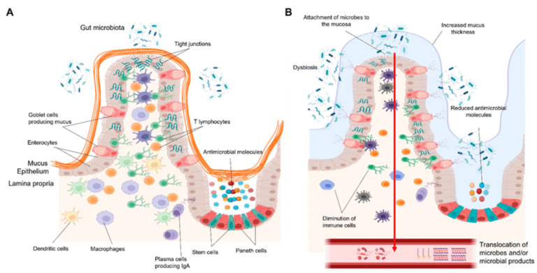 Gut Mucus Lining and Goblet Cells