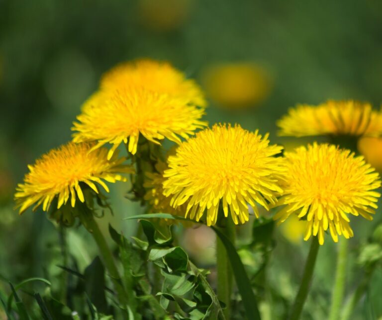 Dandelion flower