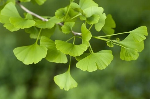Ginkgo-Biloba Leaf and herbal monograph