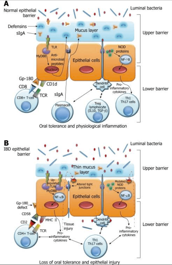 Gut-Mucus-Barrier and leaky gut syndrome