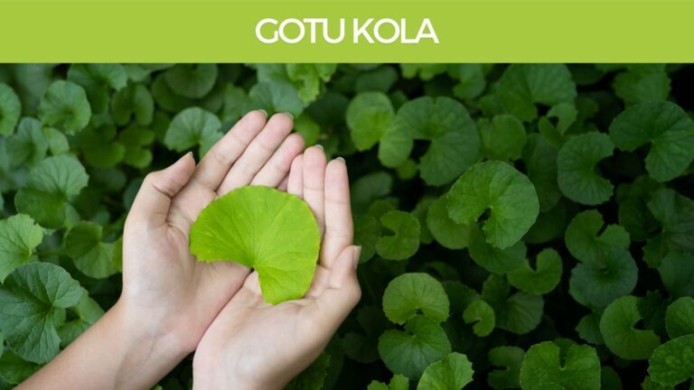 Gotu-Kola-Cantella-Asciatica-Herbal-Monograph3-